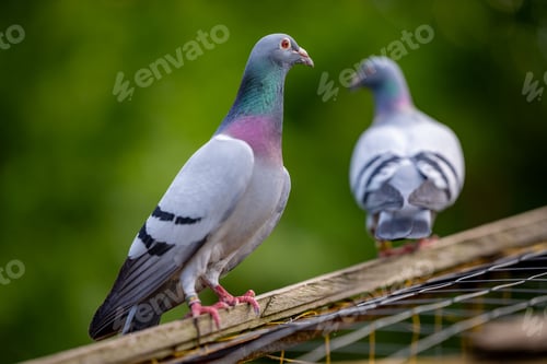 Preview: Pigeons perched on a wooden beam with a blurred green background