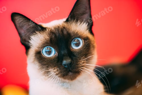 Preview: Close Up Portrait Of Mekong Bobtail Cat Kitten At Blurred Red Background. Funny Close Up Mekong