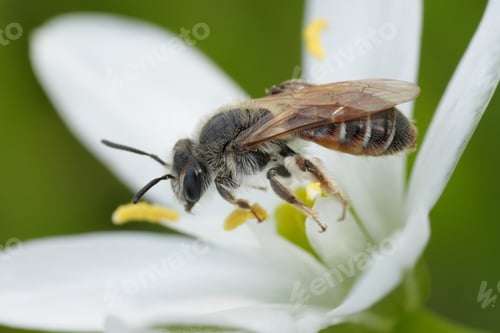 Preview: Closeup on a female Red bellied miner mining bee, Andrena ventralis on a white garden star-of-Bethle