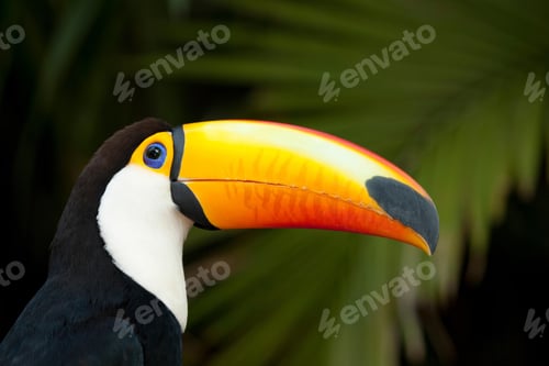 Preview: toucan, bird, colours, tropics