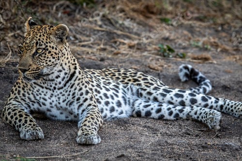Preview: Leopard laying in the sand and relaxing.