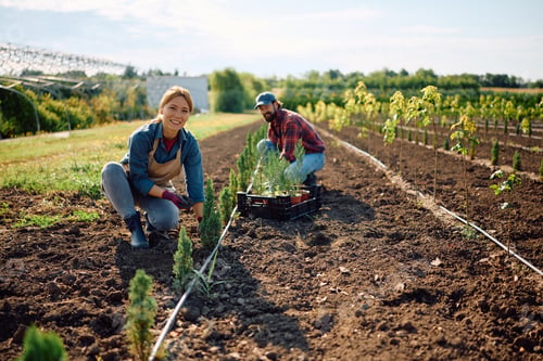 Preview: Happy workers enjoying in planting tree seedlings on the field at plant nursery.