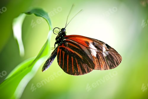 Preview: Small Postman Butterfly