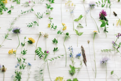 Preview: Hello Spring! Beautiful wildflowers stems and blooming petals composition on white wood