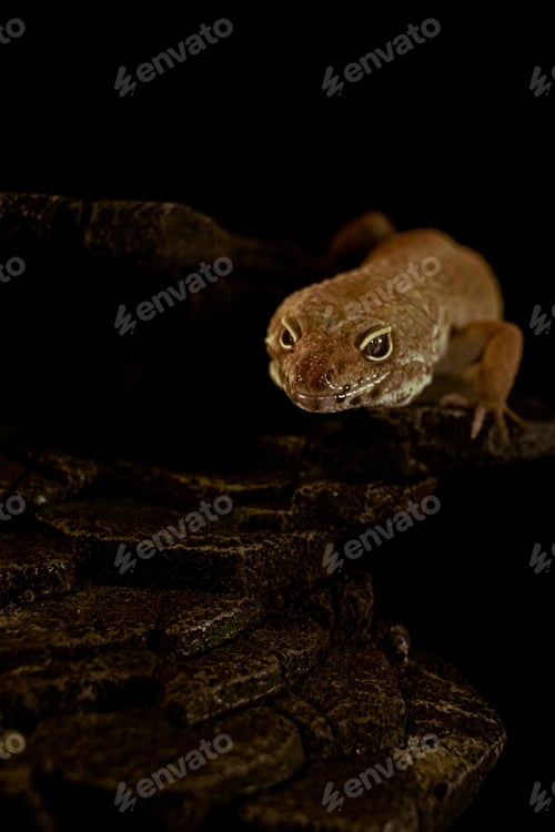 Preview: Vertical shot of a creepy gecko crawling on woods under led lights with a dark background