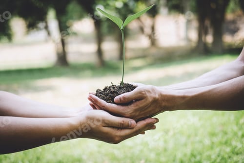 Preview: World environment day reforesting