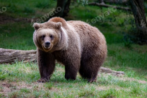Vista previa: Oso pardo de pie sobre hierba verde en un bosque