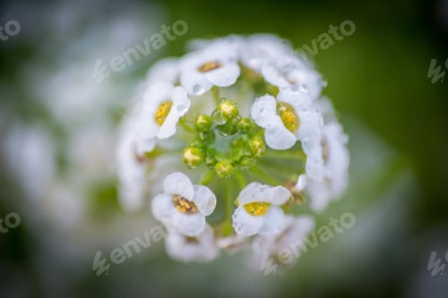 Preview: White Alyssum Popcorn