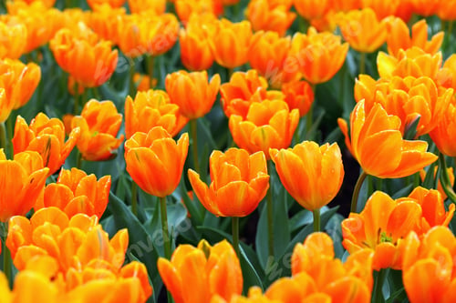 Preview: tulip in flower field