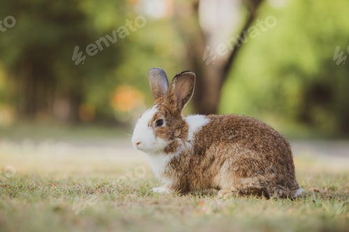 Preview: cute animal pet rabbit or bunny white or brown color for easter in natural easter celebration