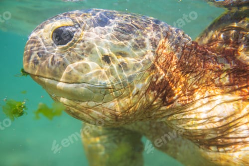 Preview: Turtle
