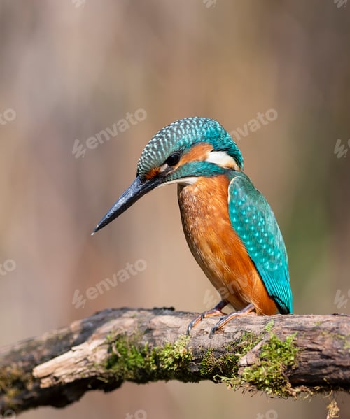 Preview: Vibrant Common Kingfisher (Alcedo atthis) Perched on a Branch