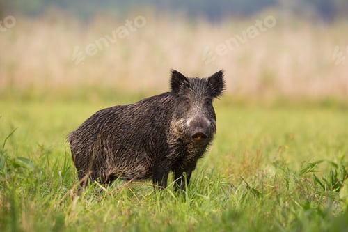 Preview: Wild boar standing on the grass in the summer with blurred background