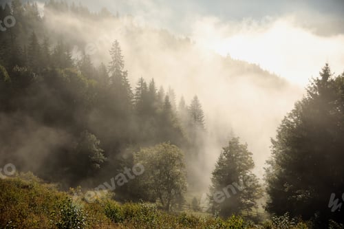 Preview: Picturesque view of foggy forest. Beautiful mountain landscape