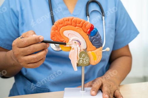 Preview: Alzheimer disease, Asian doctor holding brain anatomy model for study diagnosis and treatment
