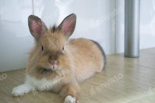 Preview: Closeup shot of a brown rabbit lying on the floor at home