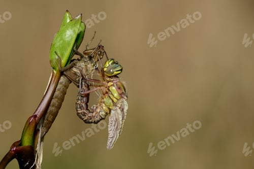 Preview: Hairy dragonfly with pupa