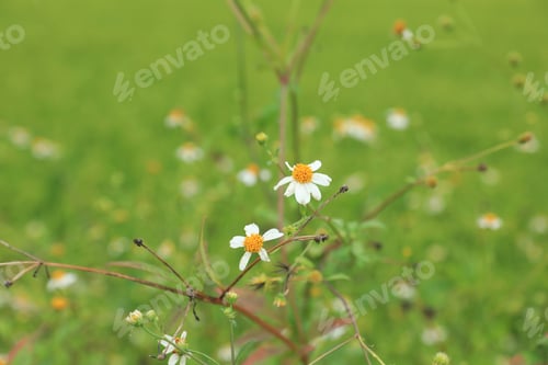 Preview: Beautiful little white bidens pilosa flowers blooming in winter