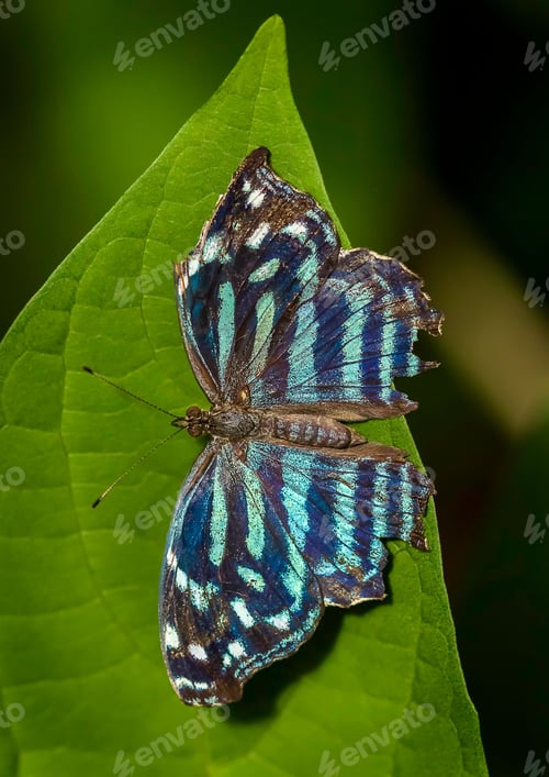 Preview: Closeup shot of a beautiful butterfly perched atop a lush green leaf.