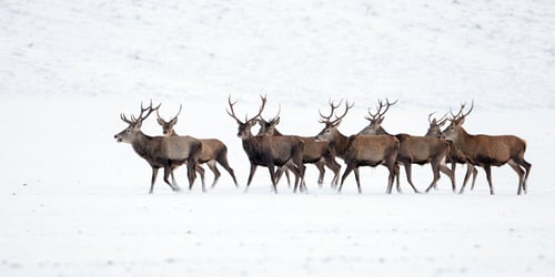 Preview: Herd of red deer, cervus elaphus, stags in winter on snow