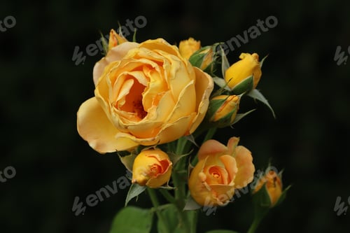 Preview: rose, nature, flower, love, plant, beauty, romance, beautiful, petals, yellow, bloom, gift, macro, v