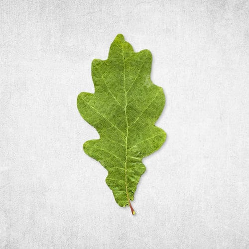 Preview: Green oak leaf isolated on distressed concrete background