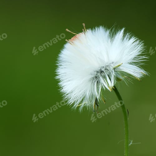 Preview: Dandelion