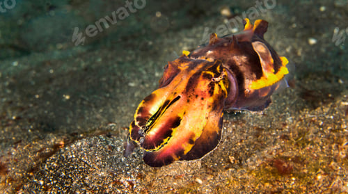 Preview: Flamboyant Cuttlefish, Lembeh, Indonesia