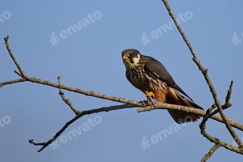 Preview: Eurasian hobby (Falco subbuteo)