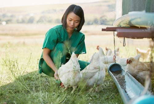 Preview: Farming, animal care and Asian woman with chicken for medical checkup, inspection and health exam.