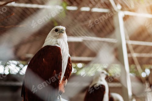 Preview: Falcon of Thailand zoo