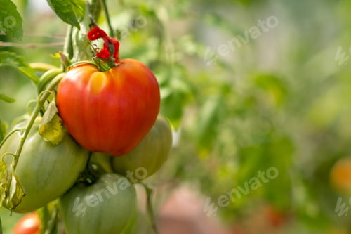 Preview: Red, ripe and green large tomatoes on a bush in a greenhouse.