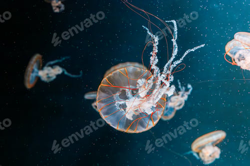 Preview: underwater photography jellyfish Chrysaora fuscescens, Pacific sea nettle, West Coast sea nettle