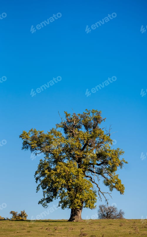 Preview: Solitary Tree on Grassy Hill