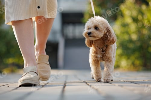 Preview: Walking a Small Dog on Leash Outdoors Pet Care and Animal Companionship in Urban Park Close Up