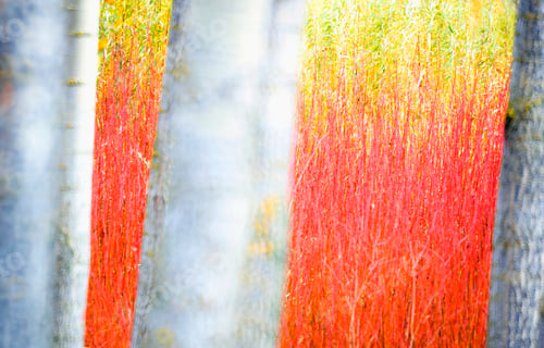 Preview: Blurred trees in forest