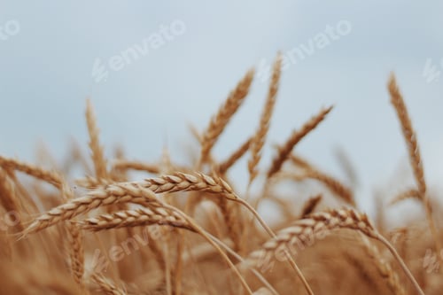 Preview: Wheat