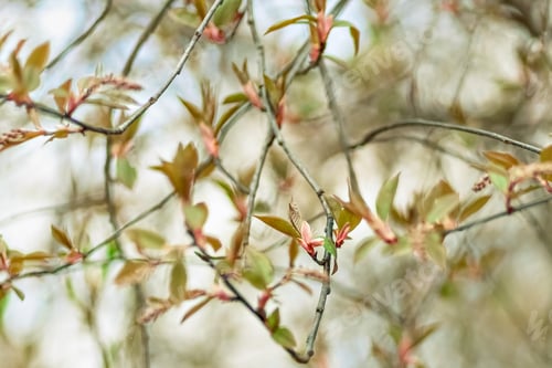 Preview: Natural background of flowering tree branches. Spring, blooming