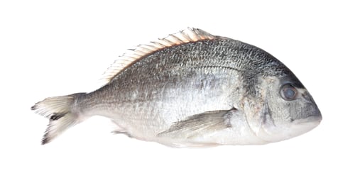 Preview: Fresh raw dorado fish isolated on white. Organic seafood