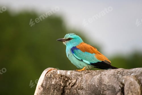 Preview: European roller (Coracias garrulus) bird.