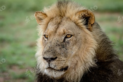 Preview: Close up of a big male Lion.