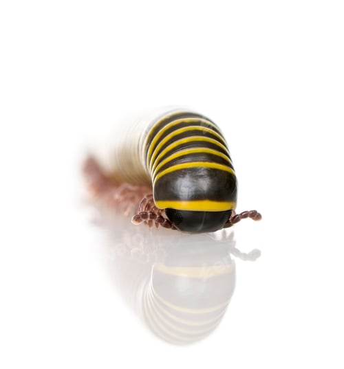 Preview: Black and yellow Millipede from Guyane against white background, studio shot