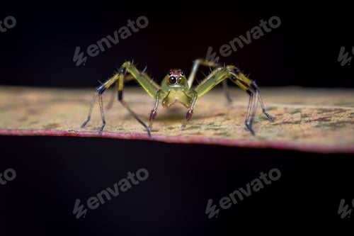 Preview: Jumping Spider with Large Eyes on Leaf