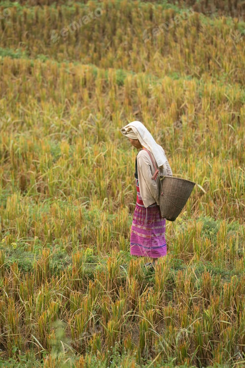 Preview: Two Asian rural women walking through golden rice fields
