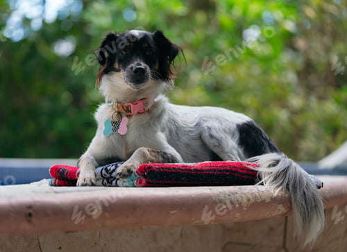 Preview: portrait of a dog