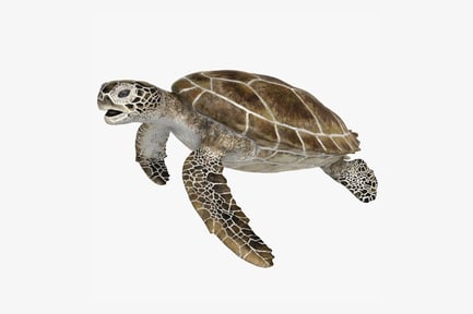Preview: Green Sea Turtle - Chelonia Mydas