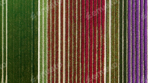 Preview: Aerial view of colorful tulip fields in the Netherlands