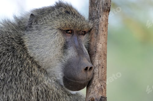 Preview: Olive baboon in Masai Mara National Park of Kenya