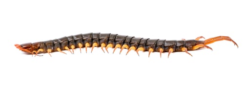 Preview: centipede isolated on white background