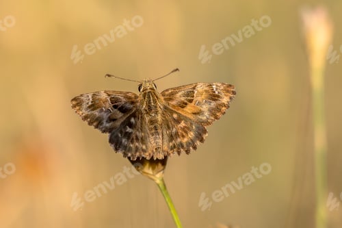 Preview: Mallow skipper butterfly